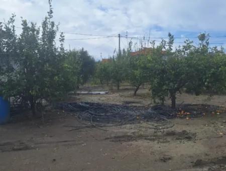 Ortaca Güzelyurt Mah.rent 5 Hektar Grundstück In Voll Freistehend 2 1