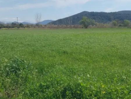 Guzelyurt Mah. 11 Hektar Land Mit Einer Einzigen Eigentumsurkunde Zum Verkauf