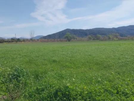 Guzelyurt Mah. 11 Hektar Land Mit Einer Einzigen Eigentumsurkunde Zum Verkauf