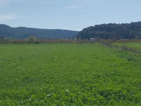 Guzelyurt Mah. 11 Hektar Land Mit Einer Einzigen Eigentumsurkunde Zum Verkauf