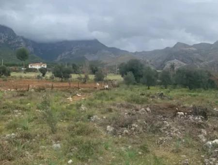 500 M² Feld Zum Verkauf In Köyceğiz Zeytinalani