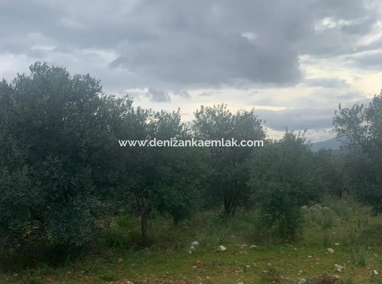 500 M² Field For Sale In Köyceğiz Zeytinalani