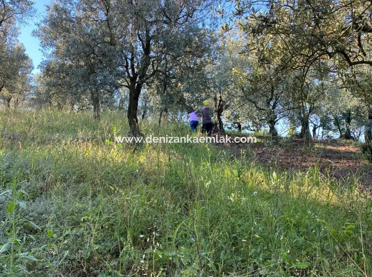 Dalaman Kayadibi Mah 1789M² Single Title Deed Field For Sale