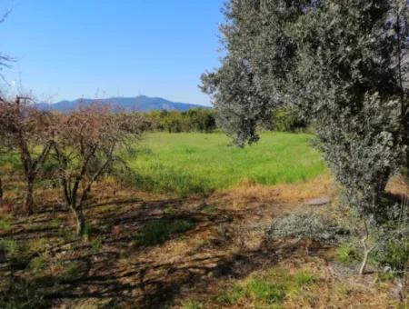 Ortaca Fevziye Mah For Sale 4300M² Single Title Deed Field