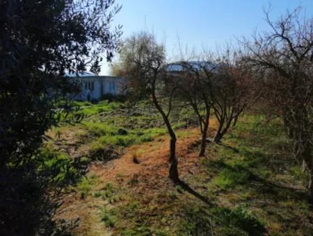 Ortaca Fevziye Mah For Sale 4300M² Single Title Deed Field