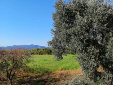 Ortaca Fevziye Mah For Sale 4300M² Single Title Deed Field