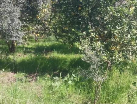 Ortaca Mergenli Mah. 500 M² Shared Land For Sale