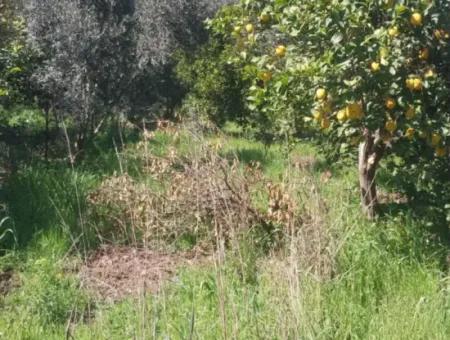 Ortaca Mergenli Mah. 500 M² Shared Land For Sale