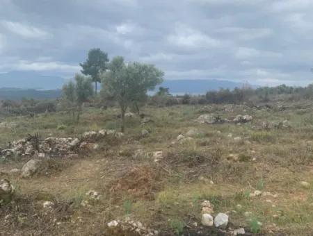 500 M² Field For Sale In Köyceğiz Zeytinalani